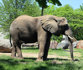 African elephant is elephant of the genus Loxodonta. The genus consists of 2 extant species: the African bush elephant, L. africana, and the smaller African forest elephant