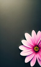 Pink Flower On A Black Background