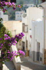 Poster - Mojacar village with pretty violet flowers on foreground. Spain