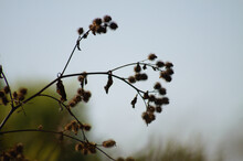 Closeup Of Dried Woolly Burdock Seeds With Blue Sky On Background