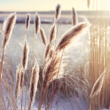 Dry Fluffy Reed, Cat Tail Grass Close Up On Frozen Snowy River Shore. Winter Natural Botany In Evening Light On Cold Lake Background
