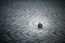 Colorful City Pigeon Looking For Something To Eat On The Footpath With Copy Space.