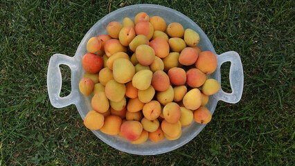 Wall Mural - Freshly harvested fresh ripe apricot sweet fruits gathered in a plastic basket waiting to be eaten