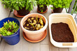 Photo series about growing potatoes in containers on balcony, patio or terrace: 7. Cut the above-ground potato plants off and remove the soil.