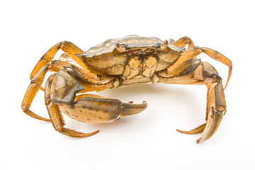 Wall Mural - Yellow sea crab on a white background.