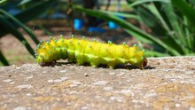 A Huge Yellow Hairy Caterpillar Of The Giant Peacock Butterfly Saturnia Pyri Crawls On A Sunny Summer Day. Selective Focus.