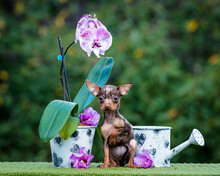 A Very Small Dog Sits Near A Beautiful Orchid And A Watering Can