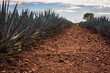 Beautiful rural landscape of agave plantation with a vanishing point in Tequila Jalisco Mexico
