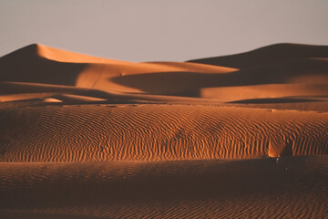 Wall Mural - merzouga desert sahara sand dunes in morocco