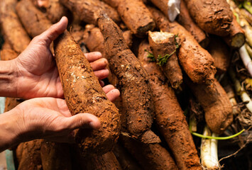 Wall Mural - Cassava in the hands of the farmer in the Colombian market square - Manihot esculenta