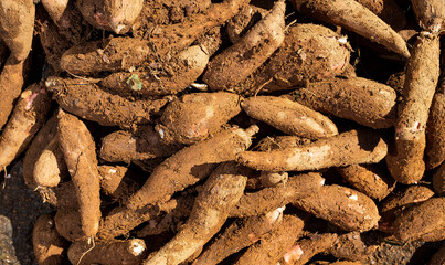 Poster - Cassava raw tuber - Manihot esculenta. Colombian market square