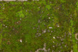 © New Africa - Textured surface with moss as background, top view