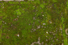 Textured Surface With Moss As Background, Top View