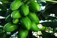 Unripe Papaya Fruits Growing On Tree Outdoors, Closeup View