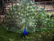 pavo real colores animal