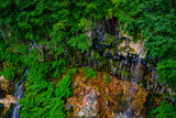 Fototapeta Las - 白ひげの滝（北海道美瑛町）