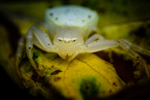 Close-up Of White Crab Spider On The Leaf, Macro Shot With Nature Background, Thailand.