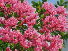 Coral Magic Crape Myrtle Tree With Flowers – Tree Botanical Painting	
