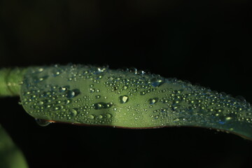 Wall Mural - banana leaf with water drops .