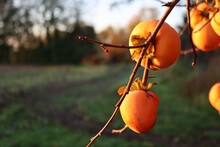 Ripe Persimmon Fruits On Tree At Sunset With Copy Space. Diospyros Kaki Tree On Winter Season