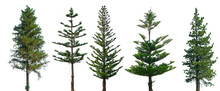 Conifer Trees, Collection Of Green Christmas Trees. On A Transparent Background Isolated