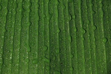 Banana Leaves With Rainwater For Backgrounds, Water Drops On Banana Leaf