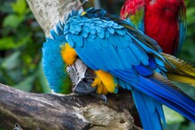 Closeup Of A Blue And Yellow Macaw, Ara Ararauna Leaning Down On Wood