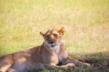 Sticker - Lioness lying in the shade and resting on the savanna