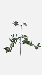 Wall Mural - Time lapse of drying green Rowan tree leaves isolated on white background, vertical orientation