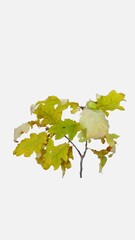 Wall Mural - Time lapse of drying yellow Oak tree (Quercus) leaves isolated on white background, vertical orientation