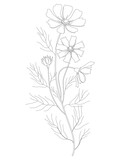 Fototapeta Kosmos - Vector drawing with a contoured Cosmos or a bouquet of Cosmea flowers, richly decorated with black leaves and buds isolated on a white background. Contour flowering space plant.