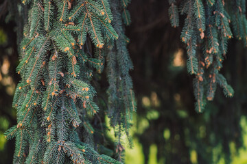 Wall Mural - outdoor summer christmas tree background.