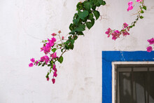 Branch With Bright Pink Flower Against The White Wall And Window With Blue Frame