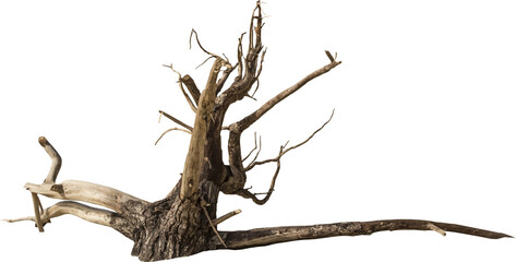 Aufkleber - Isolated PNG cutout of a dead tree on a transparent background