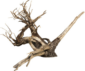 Aufkleber - Isolated PNG cutout of a dead tree on a transparent background