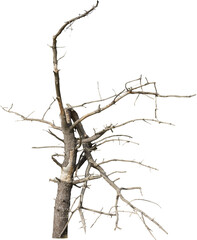 Aufkleber - Isolated PNG cutout of a dead tree on a transparent background