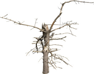 Aufkleber - Isolated PNG cutout of a dead tree on a transparent background
