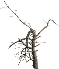 Fototapete - Isolated PNG cutout of a dead tree on a transparent background