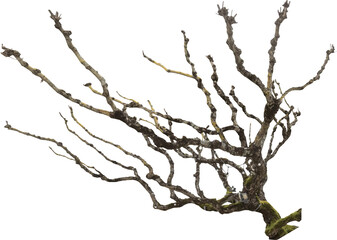 Fototapete - Isolated PNG cutout of a dead tree on a transparent background
