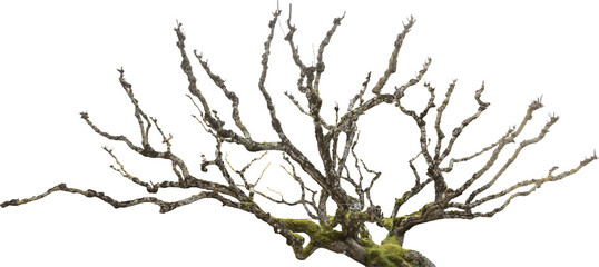 Aufkleber - Isolated PNG cutout of a dead tree on a transparent background