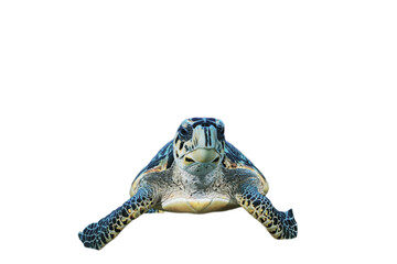 Wall Mural - A head shot of a hawksbill turtle looking straight at the camera isolated with no background