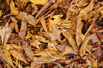 Poster - Autumn forest ground background. Golden yellow leaves on the ground. Fall season path in a park texture. Dry vibrant leaf organic landscape. Orange earth backdrop.