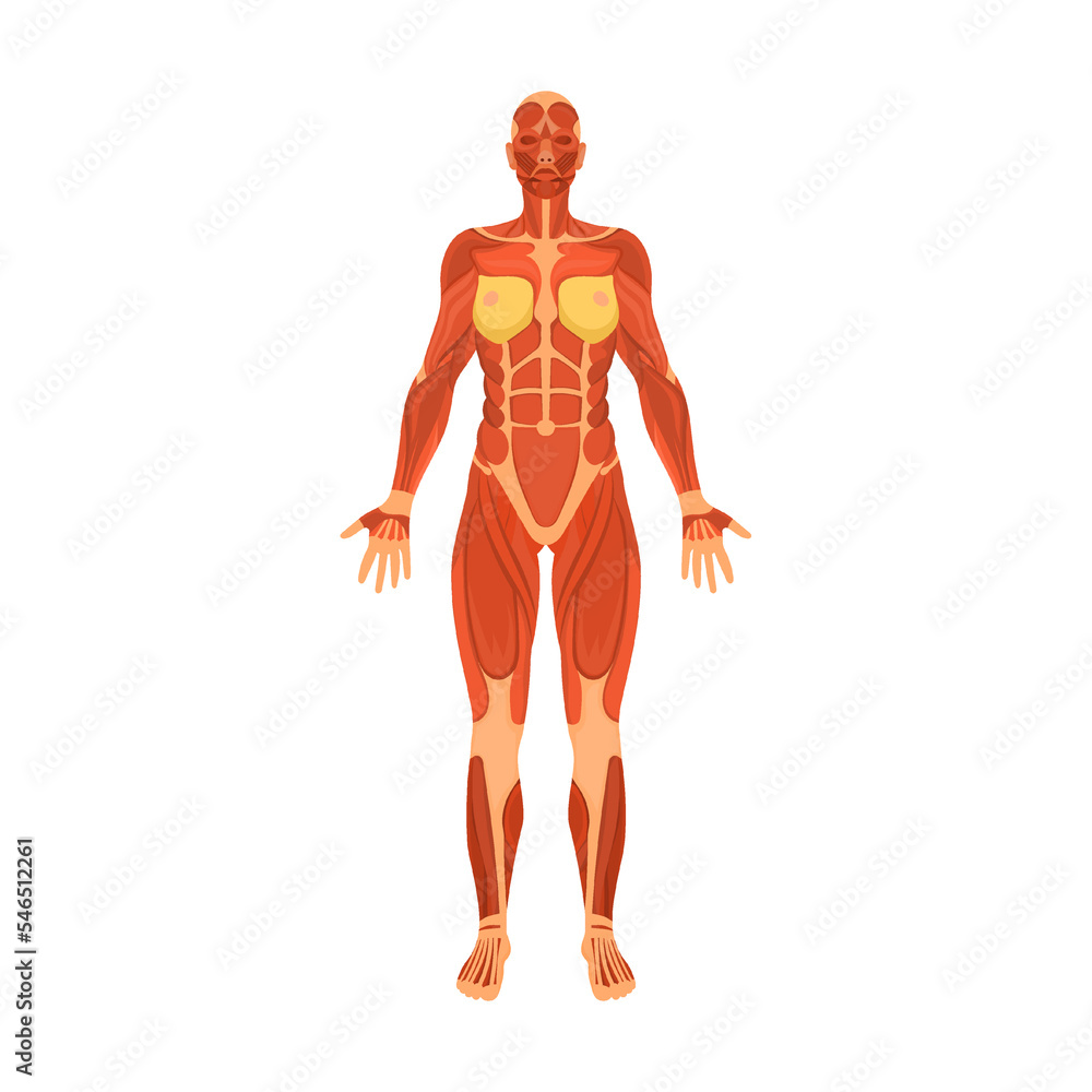 human muscular system of body. Organ system of human body vector ...