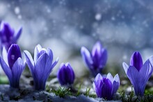 Beautiful Flowers Purple Snowdrops In Grass And Snow On Blurred Snowy Background