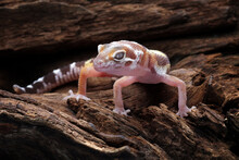 Leopard Gecko Lizard On Wood, Cute Pets Easy To Maintain, Eublepharis Macularius, Animals Closeup