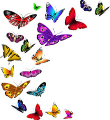 Sticker - Flying butterflies background. Wild summer insects flow