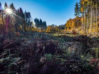 Canvas Print - Herbstwald im November