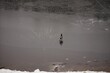 High angle shot of a mallard duck walking on a frozen lake