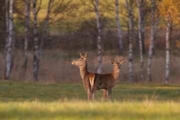 Two red deers female standing on the meadow. Cervus elaphus. 