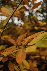 Poster - Vertical shot of a tree branch with brown yellow autumn leaves